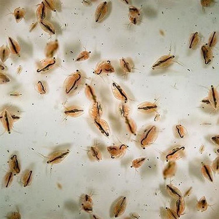 Frozen Daphnia
