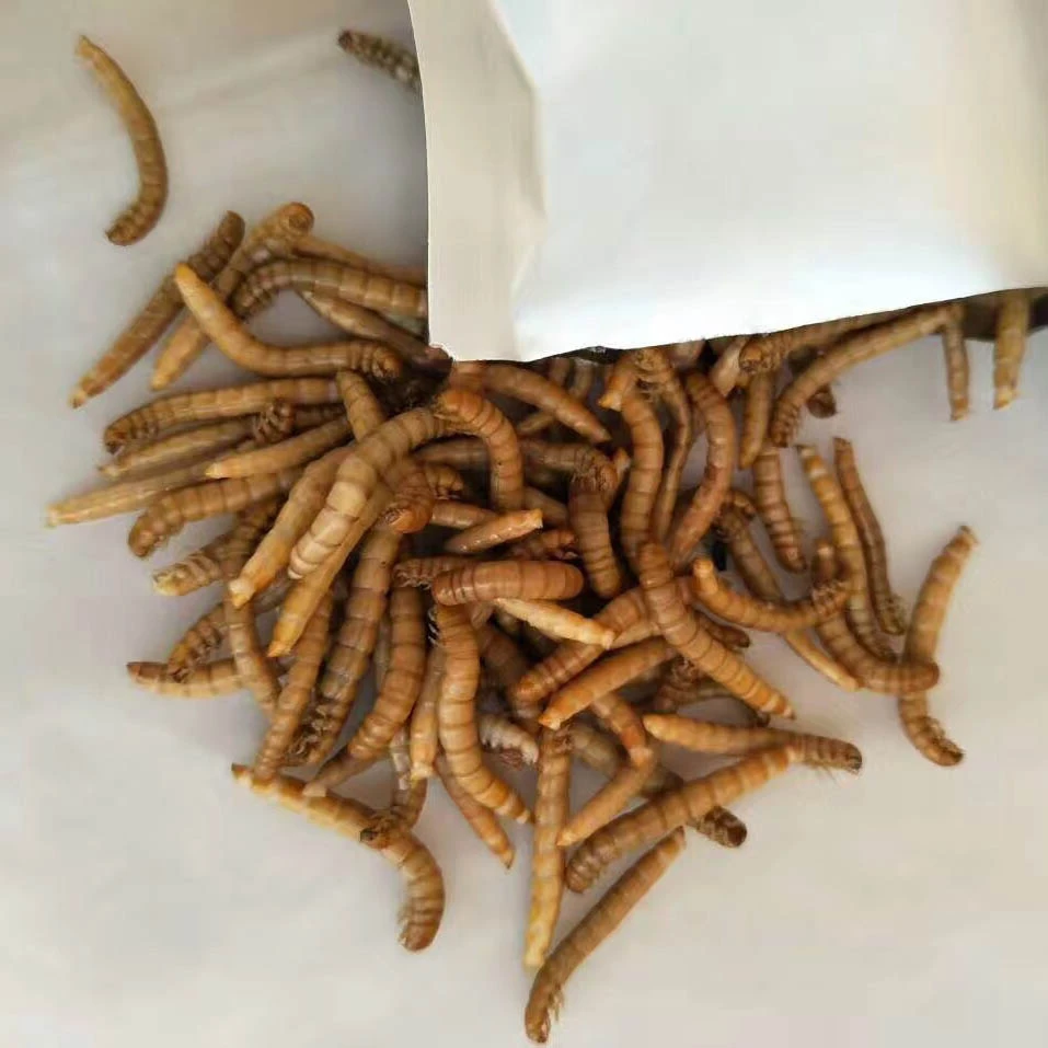 Fresh Mealworms Cuab Ntses Noj